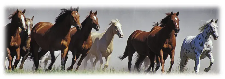 Horses Running wide Running Horses