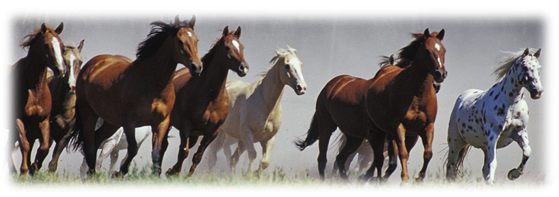 Horses-Running-wide